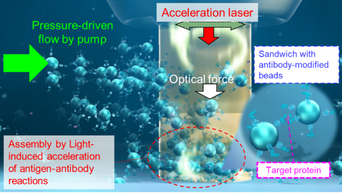 Illustration of the principle underlying the detection of trace amounts of proteins